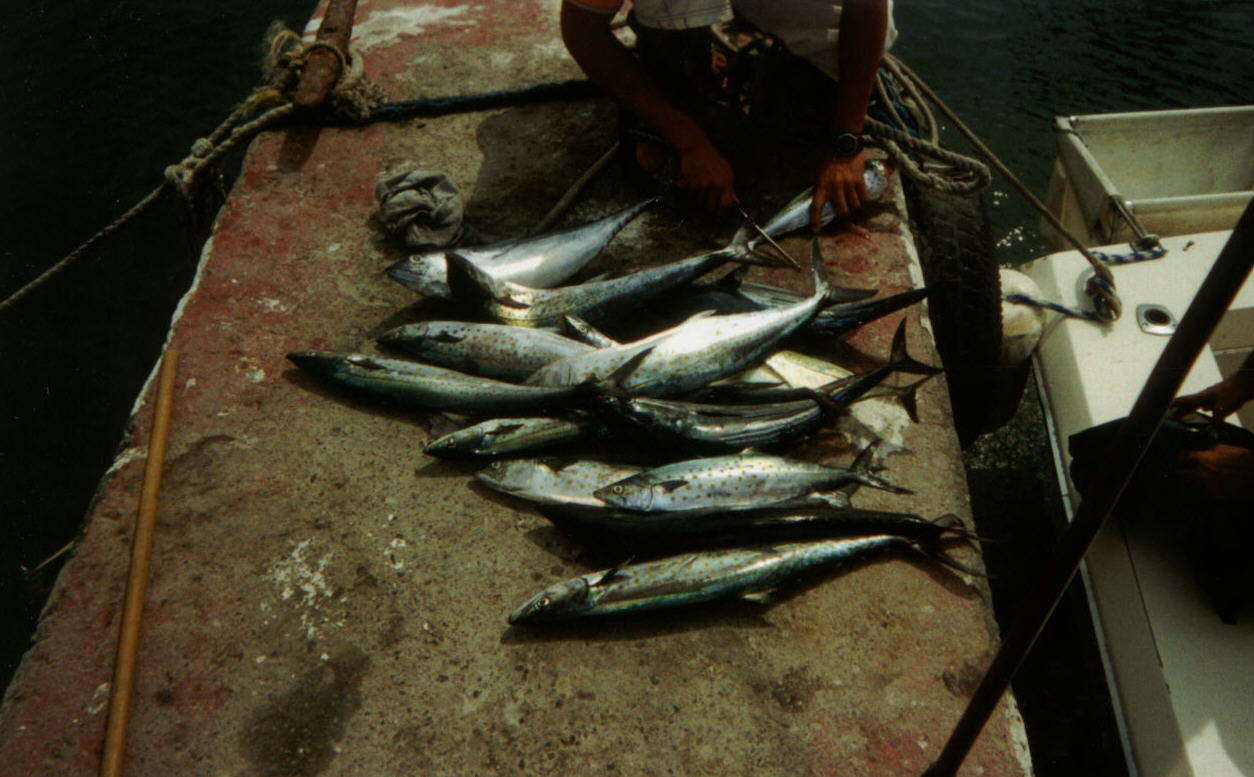deepseafishin5.jpg