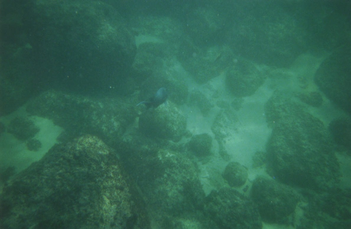 snorkelingatlasanimas1.jpg